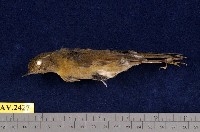 藏品(栗背林鴝)的圖片